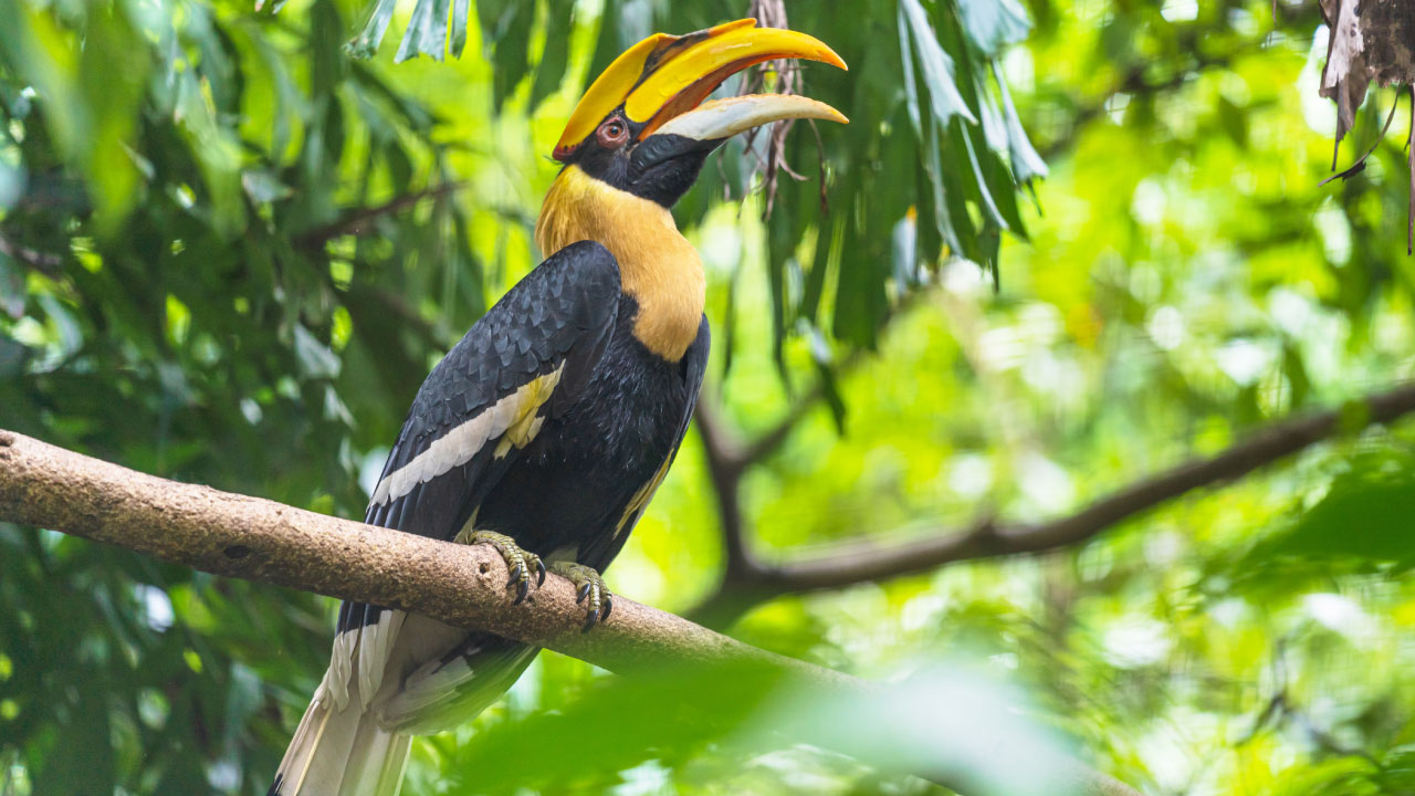 Fraser's Hill International Bird Race 2024, Pahang